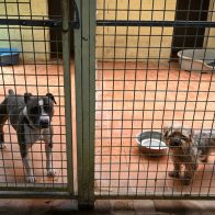 Francia prohibirá la venta de perros y gatos en tiendas