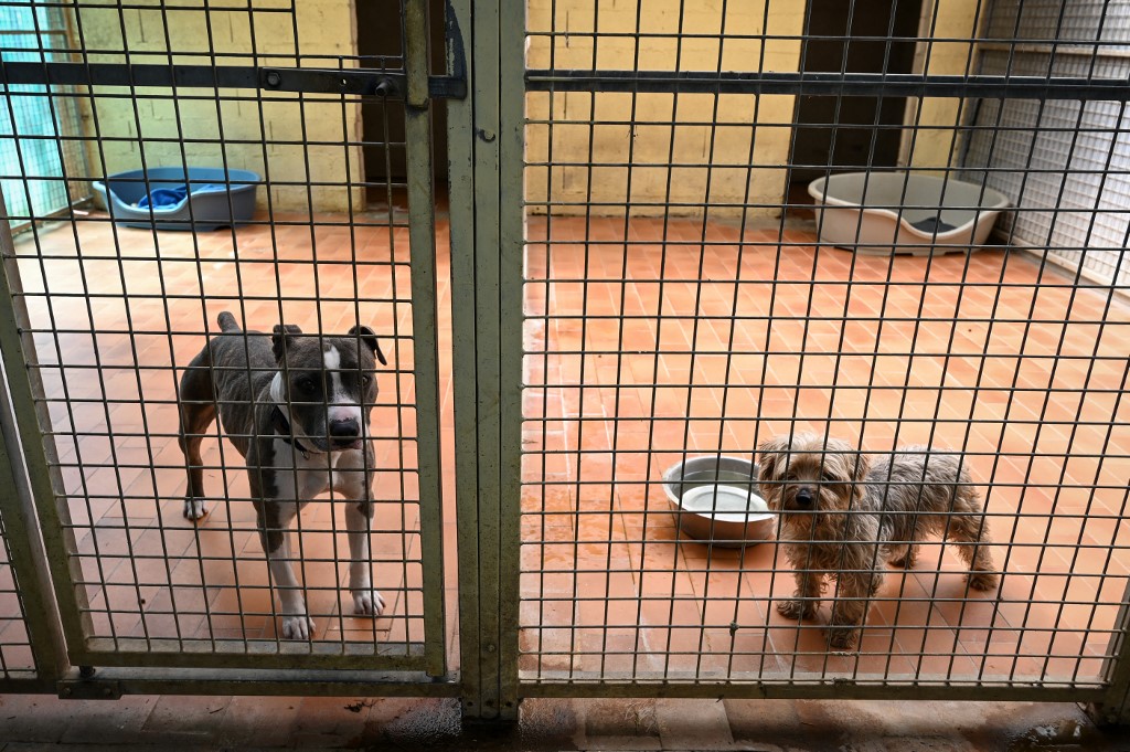 Francia prohibirá la venta de perros y gatos en tiendas