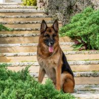 Perro más rico del mundo vende casa por casi 32.000.000 dólares
