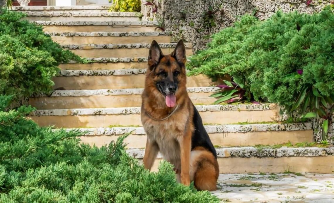 Perro más rico del mundo vende casa por casi 32.000.000 dólares