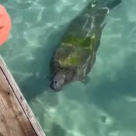 Manatí Juanita muere en río Isabela; Medio Ambiente inicia investigación