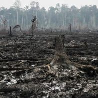 Líderes mundiales se comprometen a frenar la deforestación