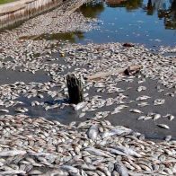 Medio Ambiente investiga muerte de peces en Sabana de la Mar y Miches