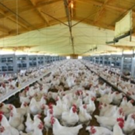 Declaran emergencia zoosanitaria por gripe aviar en Ecuador
