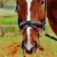 Imponen restricción a mujer por alimentar repetidamente a un caballo