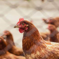 Corea del Sur confirma seis casos de gripe aviar H5N8 altamente patógena