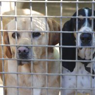 Francia prohíbe la venta de perros y gatos en tiendas de animales