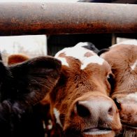 Granjero indio intenta denunciar a sus vacas por no dar leche
