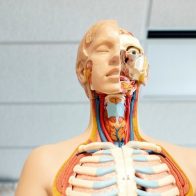 Científicos descubren nueva parte del cuerpo humano