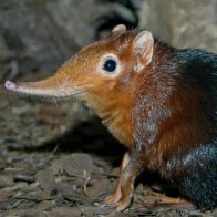 Identifican 14 nuevas especies de musarañas en Indonesia