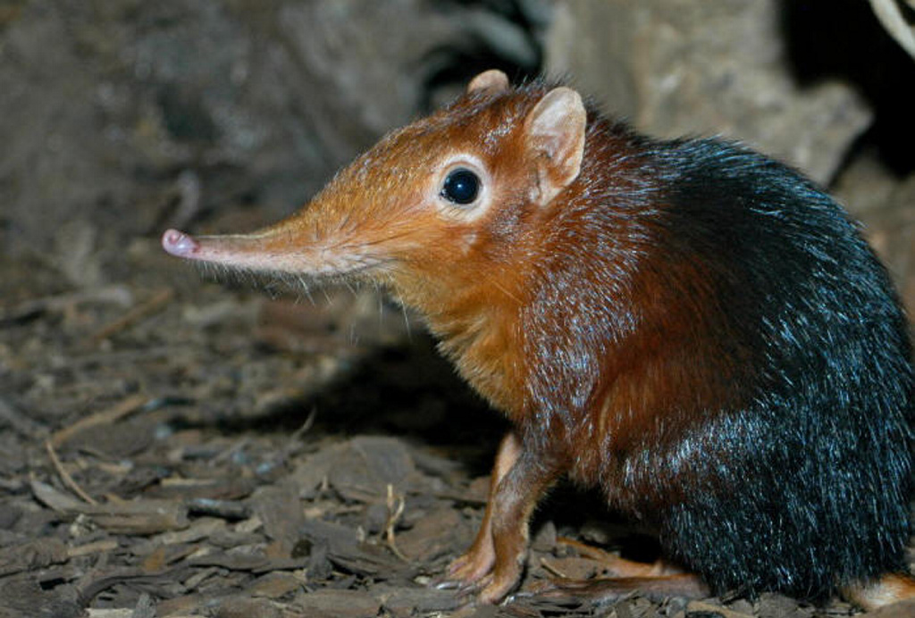 Identifican 14 nuevas especies de musarañas en Indonesia