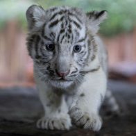 Nace un tigre de bengala en el Zoológico Nacional