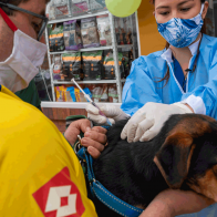 Chile se convierte en el primer país de la región en vacunar animales contra el covid-19