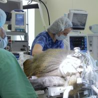 Instalan por primera vez neuroimplante visual en un mono; podría restaurar vista a humanos en el futuro