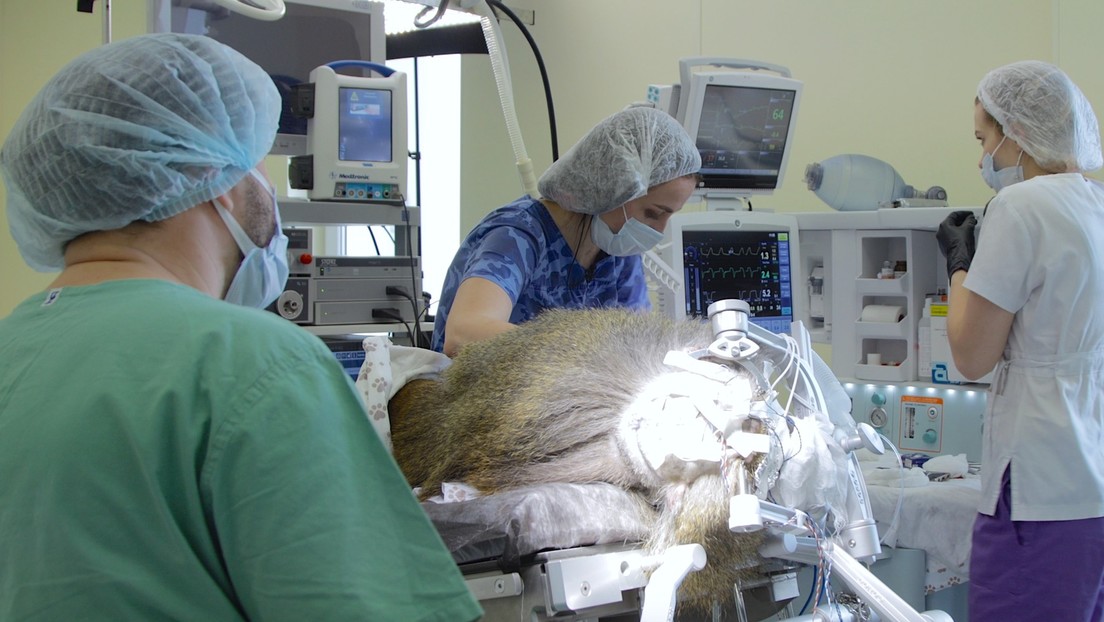 Instalan por primera vez neuroimplante visual en un mono; podría restaurar vista a humanos en el futuro