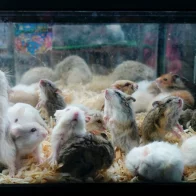Hong Kong sacrificará dos mil animales tras detectar un caso de COVID en una tienda de mascotas