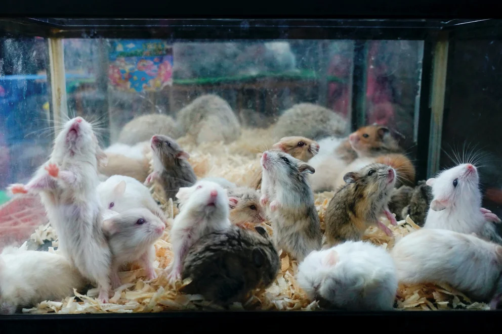 Hong Kong sacrificará dos mil animales tras detectar un caso de COVID en una tienda de mascotas