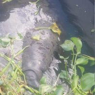Agreden a la manatí Juanita en riberas del Río Ozama