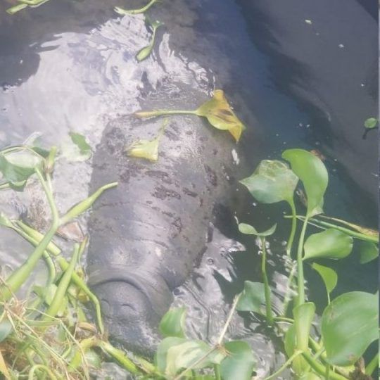 Agreden a la manatí Juanita en riberas del Río Ozama