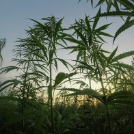 La marihuana puede prevenir contagio de COVID-19 y sus variantes