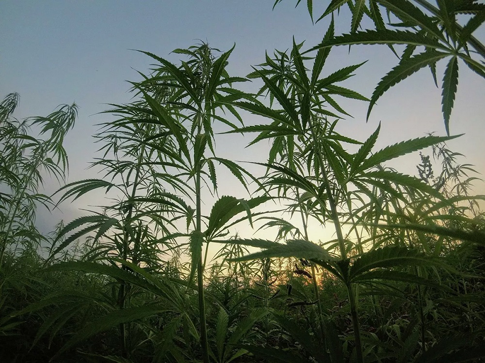 La marihuana puede prevenir contagio de COVID-19 y sus variantes