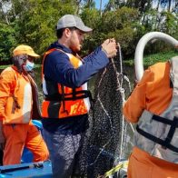 Aseguran se debe preparar plan para evitar contaminación por sargazo en RD