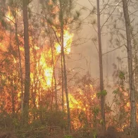 Informan incendios que afectan a la sierra de Bahoruco y a Haití esta bajo control