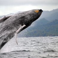 RD ve crecer el número de ballenas jorobadas