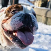 Noruega prohibió la cría de dos razas de perros por los sufrimientos que les generan