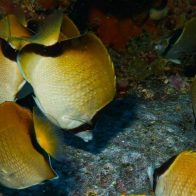 Estudio indica que en las costas dominicanas habitan 4,563 especies de peces