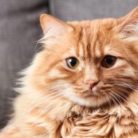 20 de febrero: Día Internacional del Gato