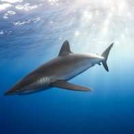 Encuentran carne de tiburones en peligro de extinción en comida para perros y gatos
