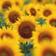 Alertan que Europa podría quedarse sin aceite de girasol 