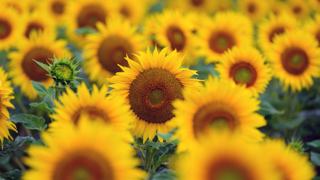 Alertan que Europa podría quedarse sin aceite de girasol 