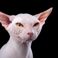 ¿Gatos 100 % hipoalergénicos?: Científicos creen que pueden crearlos