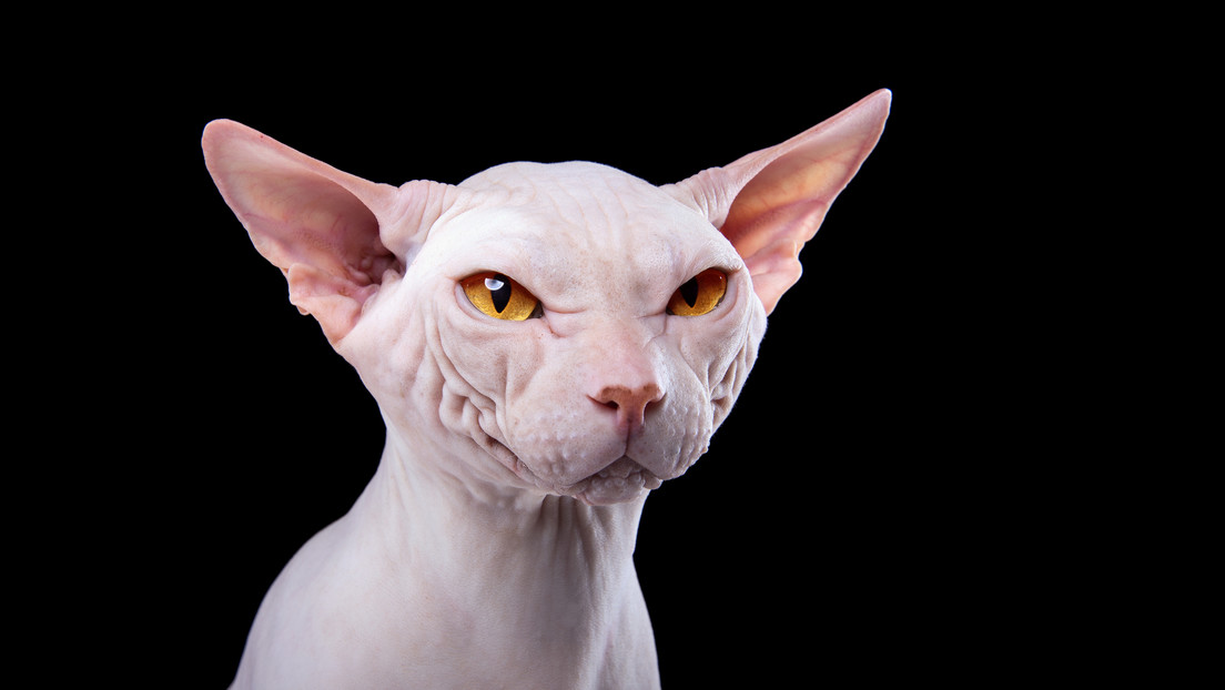 ¿Gatos 100 % hipoalergénicos?: Científicos creen que pueden crearlos