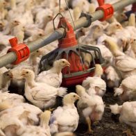 Barbados prohíbe la importación de aves vivas de corral de EEUU y Canadá