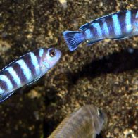 ¡Oye ahora! Los peces saben sumar y restar del 1 al 5