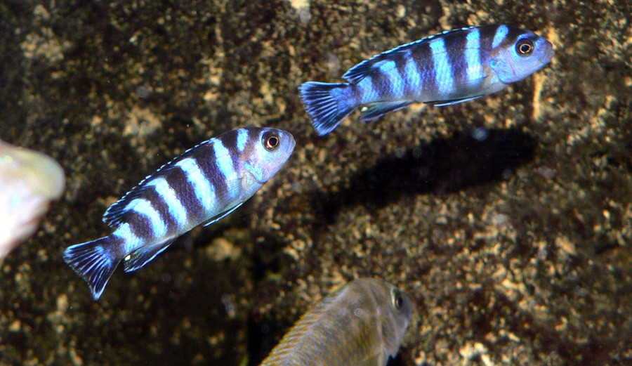 ¡Oye ahora! Los peces saben sumar y restar del 1 al 5