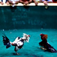 Asesinan a tiros a unas 19 personas cuando asistían a una pelea de gallos