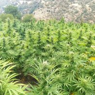 Marruecos autoriza cultivo de cannabis para usos terapéuticos en 3 provincias