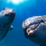 “Serpientes, palomas y delfines”, los tres 3 extraordinarios animales utilizados en la guerra