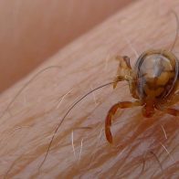 Autoridades emiten alerta por auge de garrapatas en Nueva York