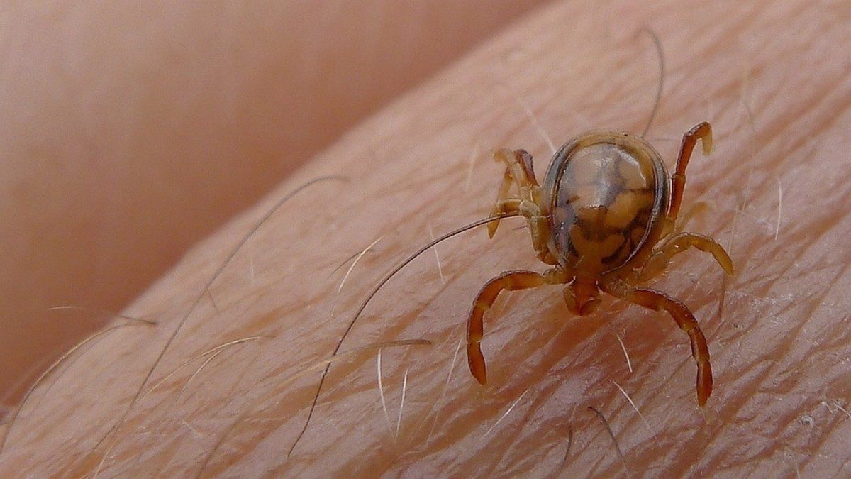 Autoridades emiten alerta por auge de garrapatas en Nueva York