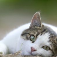 ¡Increible! Dictan sanciones contra los gatos rusos; china asegura es una locura