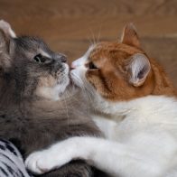 El aparato reproductor de los gatos ¿por qué tiene espinas?