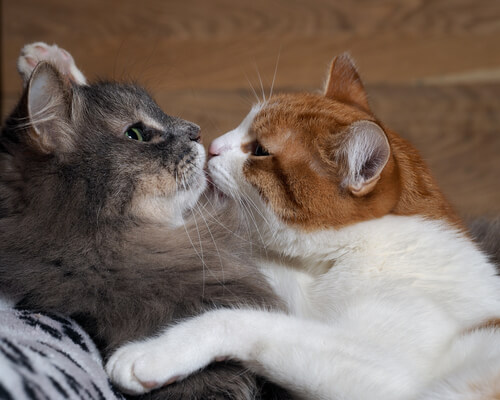 El aparato reproductor de los gatos ¿por qué tiene espinas?