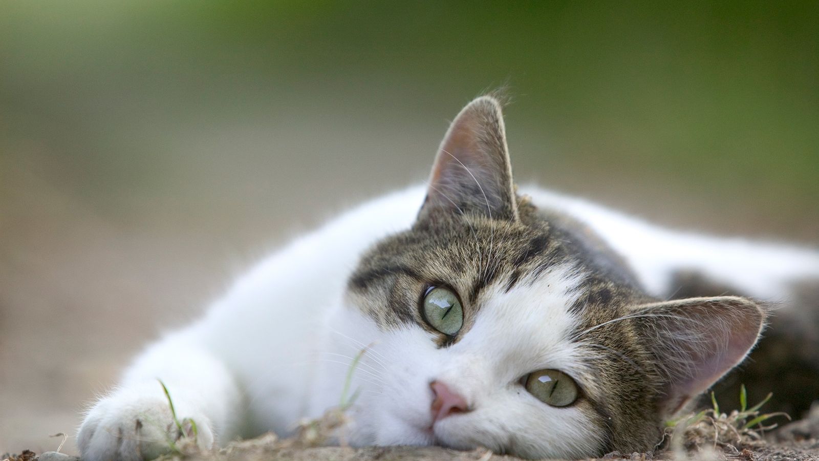 ¡Increible! Dictan sanciones contra los gatos rusos; china asegura es una locura