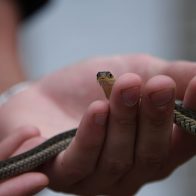 Detienen en EEUU a hombre con 43 lagartos y 9 serpientes en su vestimenta