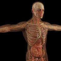 Descubren una nueva parte del cuerpo oculta en los pulmones